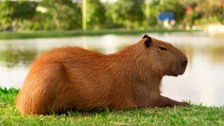Los dueños e inquilinos demostraron preocupación por el levantamiento de las medidas cautelares que frenaban obras, intervenciones y fumigaciones en Nordelta. Los dueños e inquilinos demostraron preocupación por el levantamiento de las medidas cautelares que frenaban obras, intervenciones y fumigaciones en Nordelta.