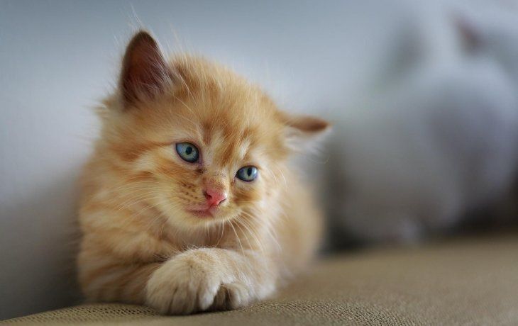 Gatos polidáctiles.&nbsp;