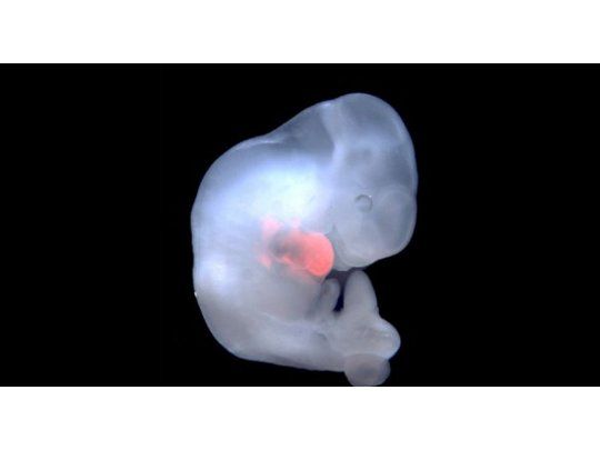 La criopreservación de embriones humanos encuentra un vacio legal.