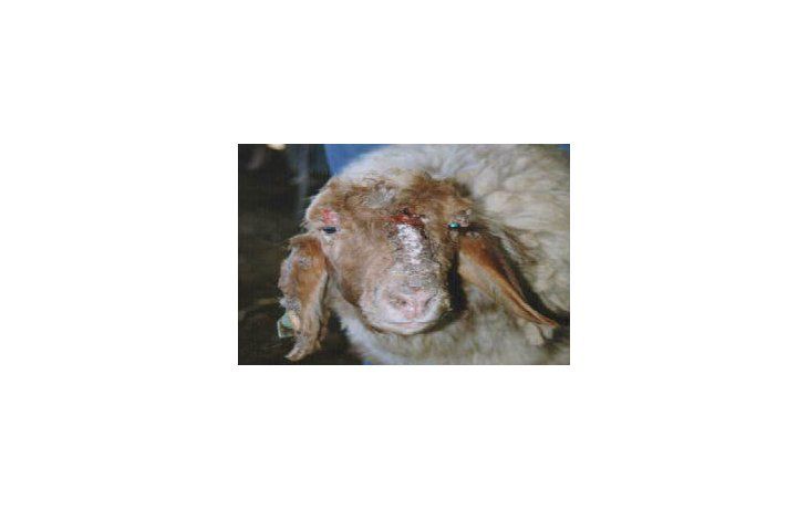 Senasa inspeccionó rodeos ovinos en la Patagonia