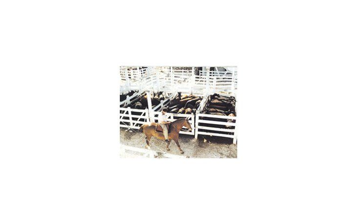 Desde las entidades rurales advierten que continúa la liquidaciónde vientres y aseguran que, sin cambios, en 2012la Argentina será importadora de carne.