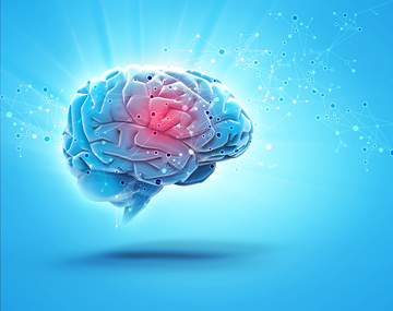 Cerebro: descubren cómo se modifica para adquirir nueva información
