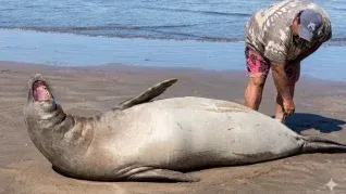 El momento en el que el turista toca al elefante marino, que decide reaccionar. El momento en el que el turista toca al elefante marino, que decide reaccionar.
