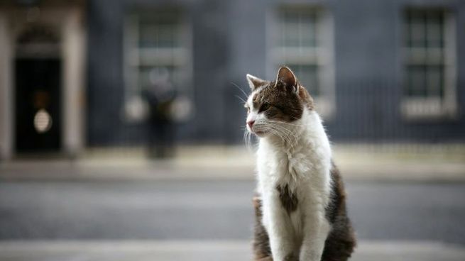Larry celebra 15 años como Chief mouser de la residencia oficial del primer ministro de Reino Unido.