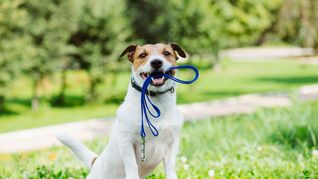 Las razones por las que tu perro te sigue a todas partes. Las razones por las que tu perro te sigue a todas partes.