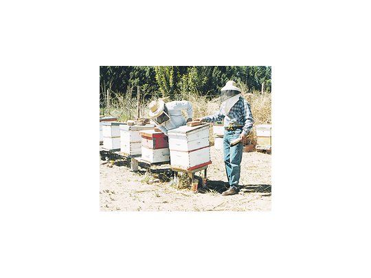 La actividad apícola es desarrollada por algo más de 33 mil productores, que cuentan con alrededor de cuatro millones de colmenas, principalmente en las provincias de Buenos Aires, Entre Ríos, Santa Fe y Córdoba.