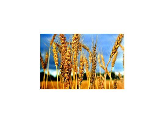 Aumentan la estimación de cosecha de trigo