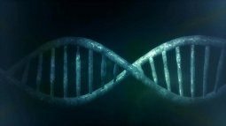 Potencialmente capaz de&nbsp;corregir el 89% de las variaciones genéticas vinculadas a enfermedades humanas, también es la primera en poder intervenir eficazmente sobre las neuronas, como demostró un estudio publicado en Nature por el Broad Institute de Harvard y el MIT en Estados Unidos.