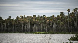 Parque Nacional Laguna El Palmar.