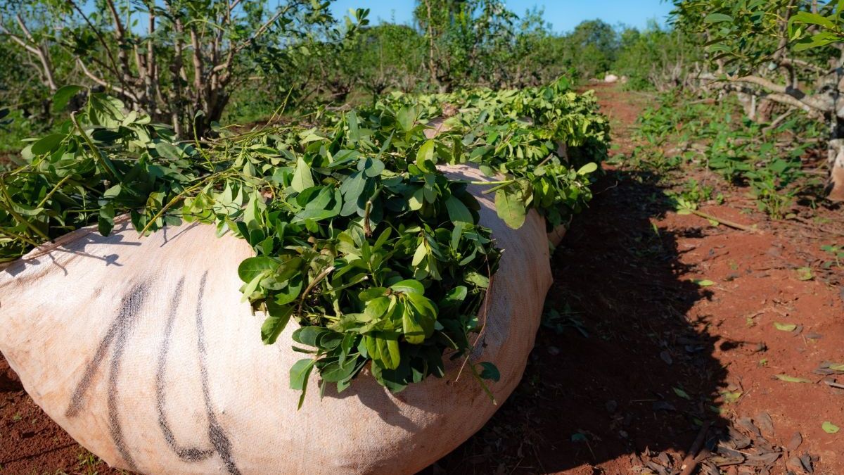 Yerbate growers paralyze the summer harvest