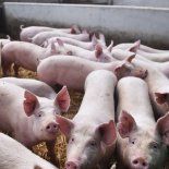 El Senasa advirtió que su presencia genera pérdidas económicas significativas. El Senasa advirtió que su presencia genera pérdidas económicas significativas.