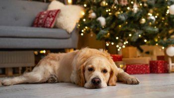 mascotas: ¿como evitar que tu perro ataque el arbol de navidad?