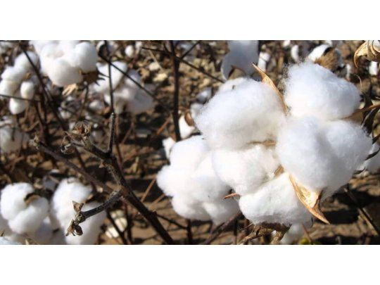 Disponen la fiscalización para los usuarios de la semilla del algodón