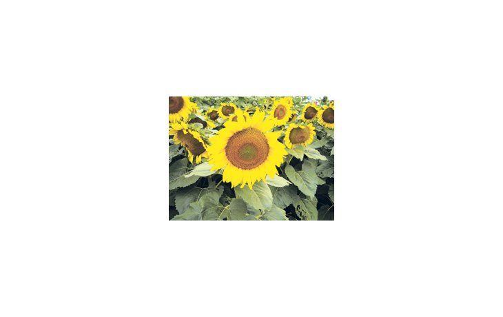 La cosecha de girasol en la campaña 2009/10 finalizó con rendimientos «muy buenos» en la provincia de Buenos Aires y en la cuenca del Salado, mientras que el NEA sufrió los efectos de la sequía, según describió ASAGIR.