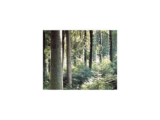 La Argentina posee 1,2 millón de hectáreas de bosques cultivados.