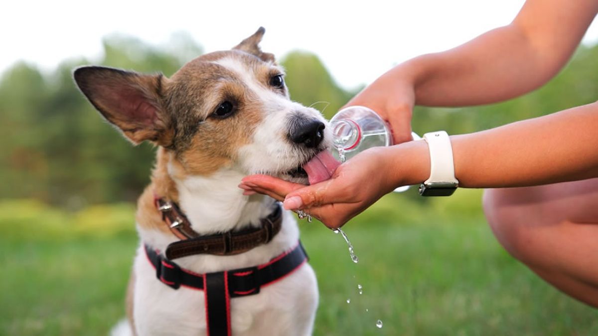 This is the amount of water your dog has to take to live well, according to science