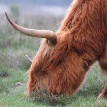 Por qué a los humanos les pueden salir cuernos, según la ciencia Por qué a los humanos les pueden salir cuernos, según la ciencia