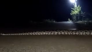 Una boa gigante de cinco metros es captada a través de un video.