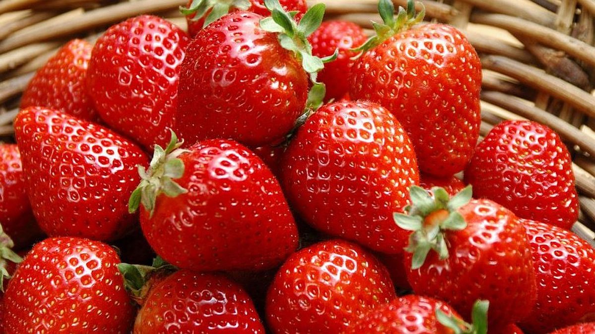The homemade trick to grow strawberries in the garden or balcony at home The homemade trick to grow strawberries in the garden or balcony at home
