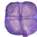 El reconocimiento al CONICET por uno de los hallazgos más importantes de 2025. El reconocimiento al CONICET por uno de los hallazgos más importantes de 2025.