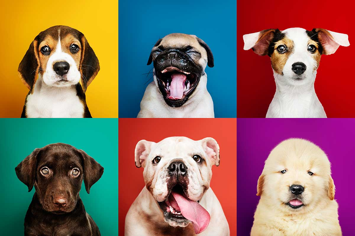 Estos comportamientos no distinguen entre razas: todos los perros los tienen.