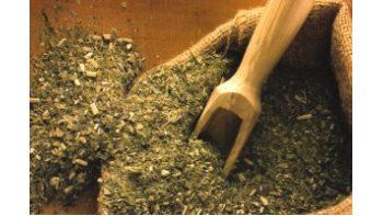Suben los precios de exportación de la yerba mate