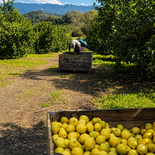 Tucumán concentra gran parte de la producción limonera argentina y el complejo citrícola continúa como uno de los principales motores exportadores de la provincia Tucumán concentra gran parte de la producción limonera argentina y el complejo citrícola continúa como uno de los principales motores exportadores de la provincia