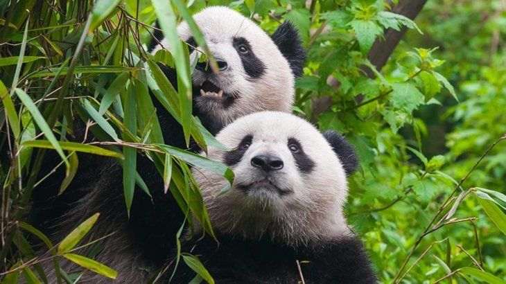 Los pandas gemelos Xiao Xiao y Lei Lei nacieron en 2021. Los pandas gemelos Xiao Xiao y Lei Lei nacieron en 2021.