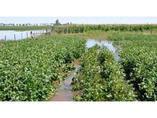 Por las lluvias, EEUU recortó a 55,5 M de toneladas estimación para cosecha de soja argentina