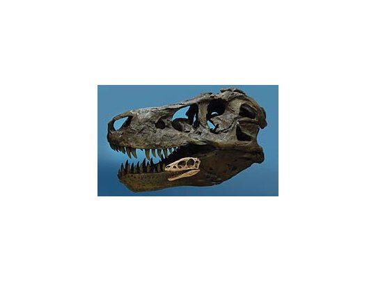 Descubrieron Tiranosaurio Rex diminuto.