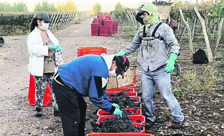 Las cosechas también comienzan a permitirse bajo fuertes protocolos sanitarios.