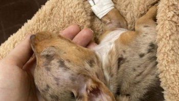 Dos criaderos de perros fueron denunciados por vender perros Salchicha al borde de la muerte