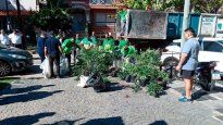 san isidro: encontraron mas de 1.000 plantas de marihuana en una casa de una empresa ilegal