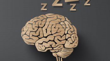 Cerebro.