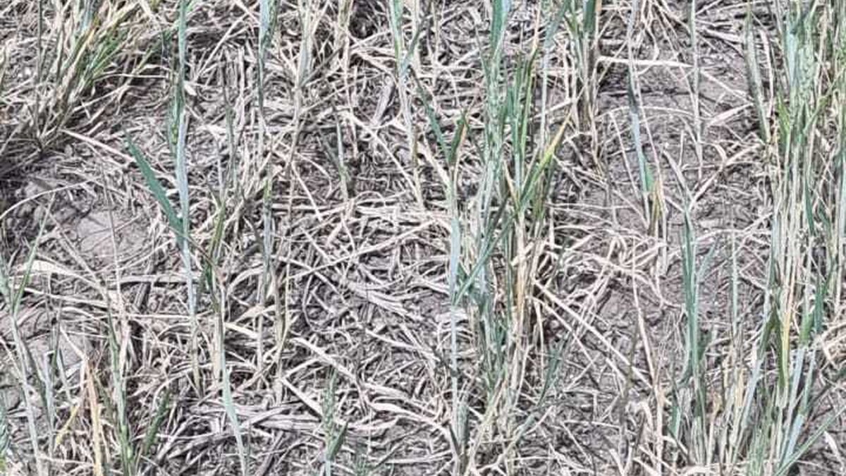 Sequía extrema: afecta más de 140 millones de hectáreas y 12,4 millones de vacunos