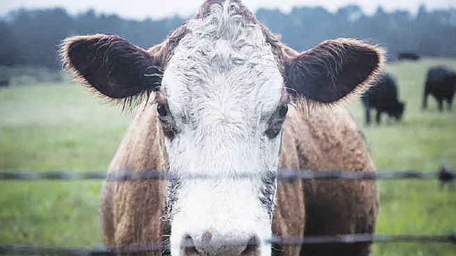 ganado-vaca-bovina_opt.jpeg