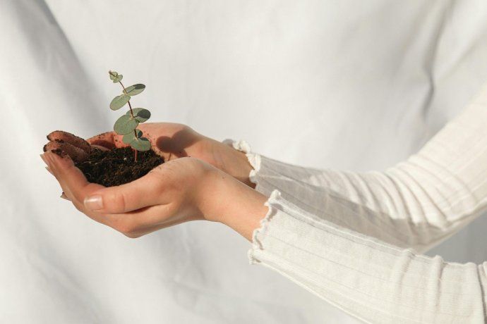 La ciencia dejó en claro que las plantas perciben mucho más de lo que se imaginaba. La ciencia dejó en claro que las plantas perciben mucho más de lo que se imaginaba.