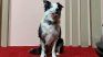 The famous dog Messi returns to the Cannes Festival as a star The famous dog Messi returns to the Cannes Festival as a star