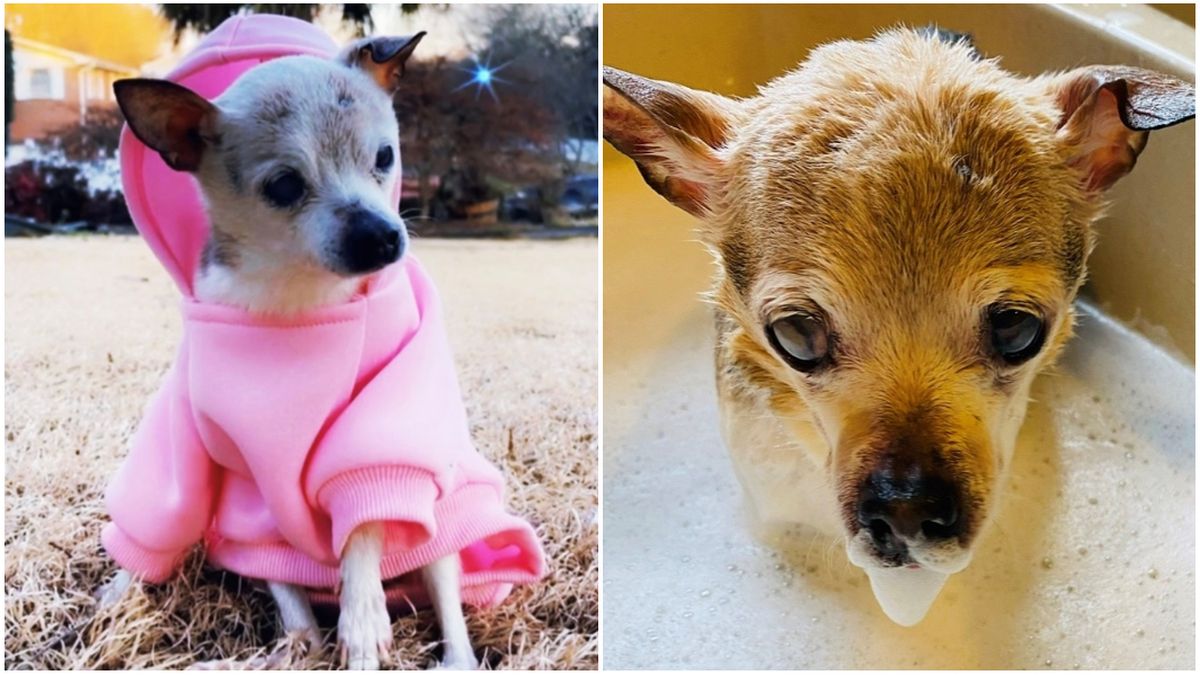 A Toy Fox Terrier broke the record for the oldest dog in the world