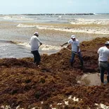 Sargazo invade Quintana Roo en 2026.