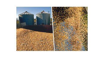 La Bolsa de Comercio de Rosario indicó que la falta de lluvias habría dejado más de 1 millón de hectáreas de maíz sin cosechar. La soja dejaría 41,7 millones de toneladas, una fuerte caída respecto de los 50 millones esperados en octubre.
