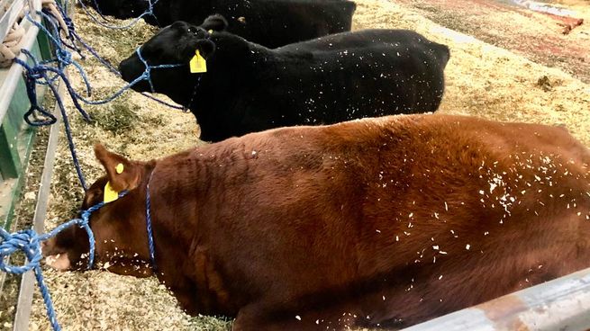 Descanso: anoche, preparándose para los Grandes Campeones de hoy en la Rural de Palermo.