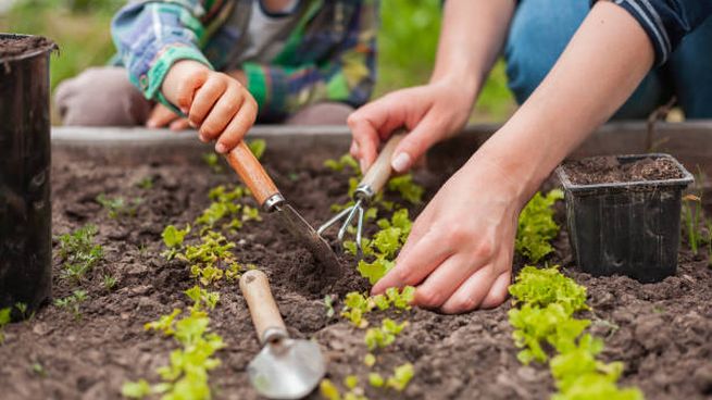 Por qué estas frutas y verduras de TV Azteca se volvieron virales
