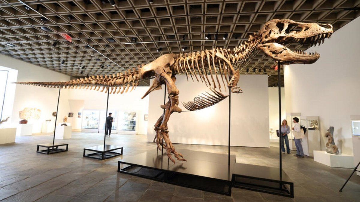 Subastan un dinosaurio: el T-Rex de u$s30 millones que enfrenta a la ciencia con el negocio de los fósiles