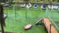 Las cianobacterias son organismos que generalmente viven en el agua y son nocivos para la salud.
