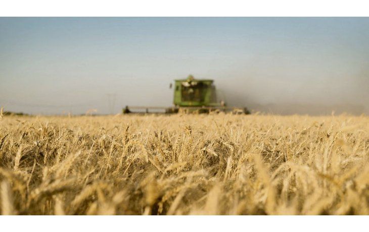 Cosecha. En algunas zonas se detectó también la presencia de plagas como la fusariosis en las etapas reproductivas de los cultivares.