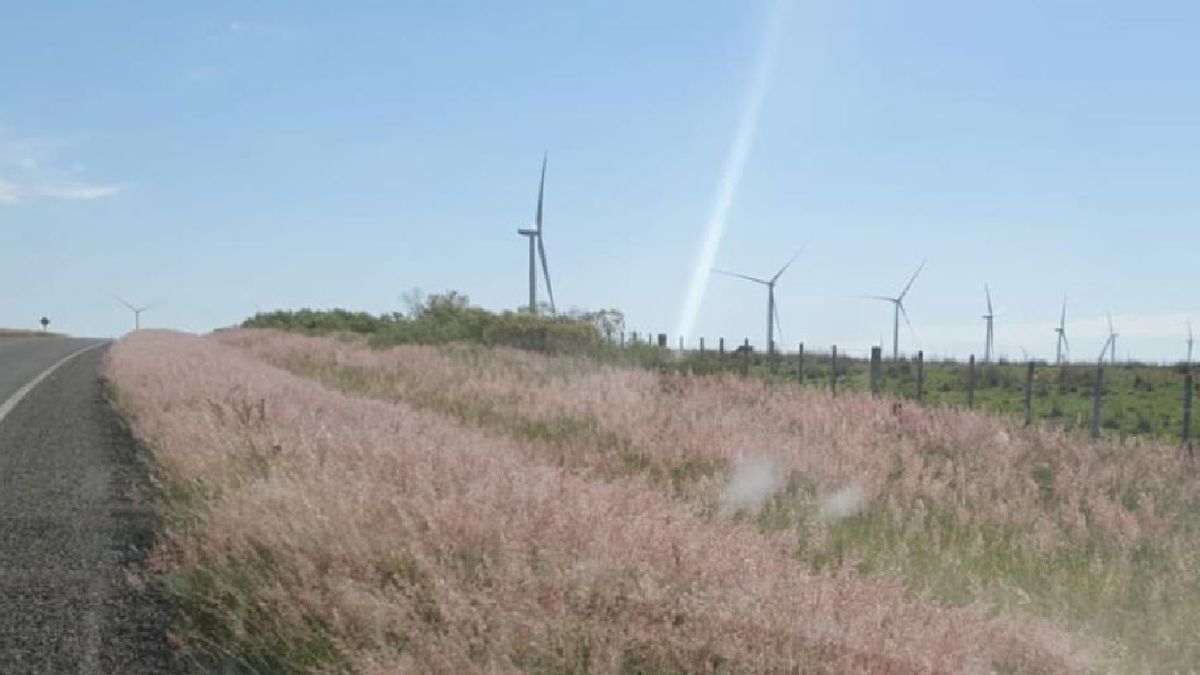 They find pink grass, a phenomenon that worries the Ministry of the Environment