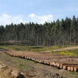 El sector forestal espera cerrar el año como líder exportador pese a la caída de precios de la celulosa. El sector forestal espera cerrar el año como líder exportador pese a la caída de precios de la celulosa.