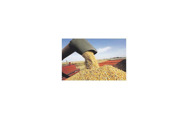 Los derechos a exportaciones de maíz se oficializaron mediante ROE 365 en marzo a un valor FOB de u$s 225 y en abril a u$s 227 la tonelada. Ayer cerró en Chicago a u$s 160,72.