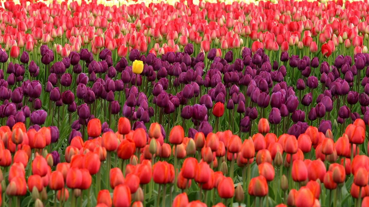 The economic bubble that bloomed badly: what was tulip mania